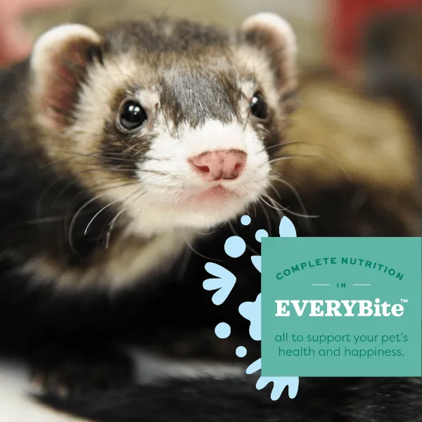 Oxbow Essentials Ferret Food, 4lb
